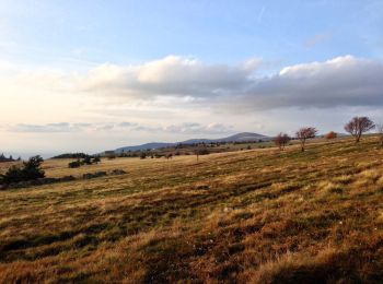 Trail On foot Saint-Anthème - Le Colporteur des Jasseries - Photo