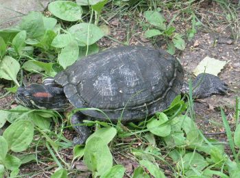 Percorso A piedi Sconosciuto - Szlak w dolinie Cybiny i Kaczeńca - Photo