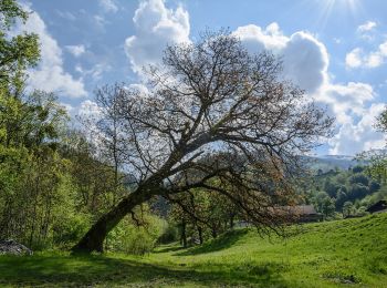 Percorso A piedi Irdning-Donnersbachtal - Klammrundweg - Photo