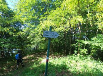 Trail On foot Carenno - Sentiero 811: Carenno - Colle di Sogno - Pertüs - Photo