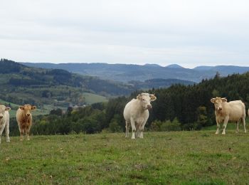 Randonnée Randonnée équestre Ban-de-Laveline - 2018-10-11 Rando CVA Vosges Prof Ban De Laveline Taintrux - Photo