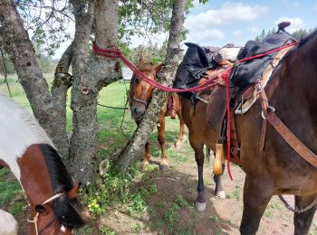 Trail Horseback riding Nasbinals - nasbinal  3jour real - Photo