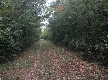 Tour Wandern Mornac - Mornac bois blanc  - Photo