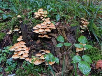 Trail Trail Arfons - ballade cool post champignons 😋 - Photo