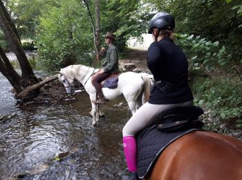 Excursión Caballo Wellin - Promenade équestre du bois saint Remacle - Photo