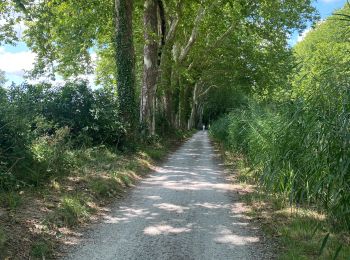 Tour Radtourismus  Avignonet-Lauragais - Canal du Midi - Photo