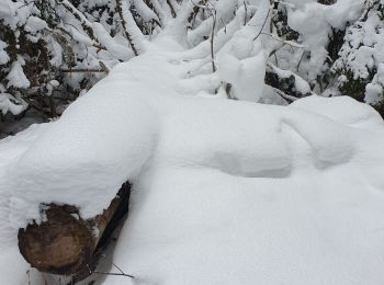 Randonnée Raquettes à neige Bois-d'Amont - bois d'amont - Photo
