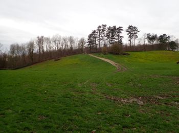Trail Walking Ittre - Ittre, Bois des Frères, Champ d'Hurbise - Photo