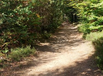 Trail Walking Deyvillers - Forêt de Deyvillers - Photo