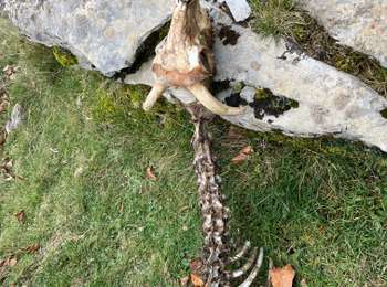 Tour Wandern Boutx - Mente-cagire - Photo