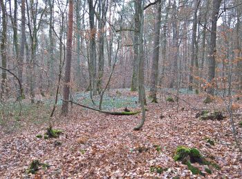 Percorso A piedi Mönchberg - Nordic Walking Rot Sparkassen-Trail - Photo