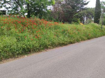 Trail Walking Roquebrune-sur-Argens - Tour du lac de l'arèna - Photo