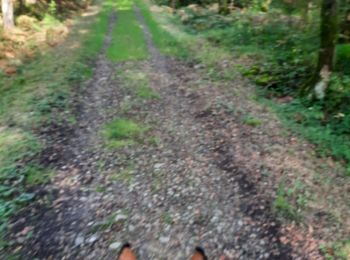 Trail Horseback riding Viroinval - rando pour intermédiaire  - Photo