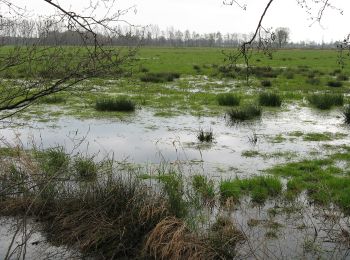 Percorso A piedi Brockum - Rundwanderweg Oppenweher Moor I - Photo