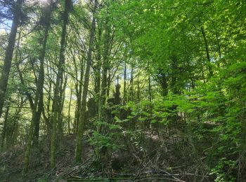 Tocht Noords wandelen Lauroux - SityTrail - Labeil Forêt de l'Escandorgue Juin 2021 - Photo