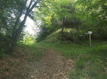 Trail On foot Valvestino - Armo (Valvestino) - Ponte Franato - Denai (Magasa) - Photo