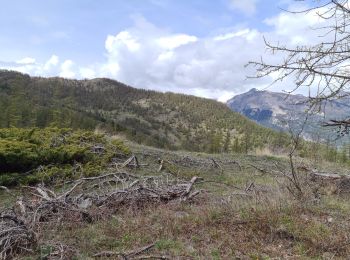 Randonnée Marche Risoul - plan de phazy par la forêt de risoul en boucle - Photo