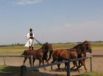 Tocht Te voet Bugac - P↺ - Photo