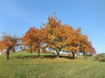 Percorso A piedi Weinheim - Rundwanderweg Röckelsberg 4: Röckelsberg-Weg - Photo