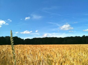 Randonnée A pied Jesteburg - Jesteburg Wanderweg 2 - Photo