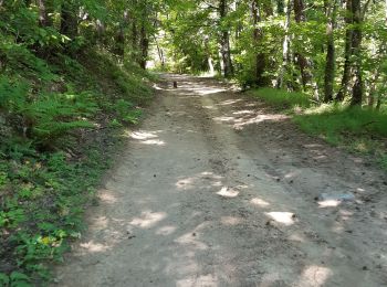 Trail Walking Saint-Fortunat-sur-Eyrieux - 07 st fortunat dubieres st Vincent dufort - Photo