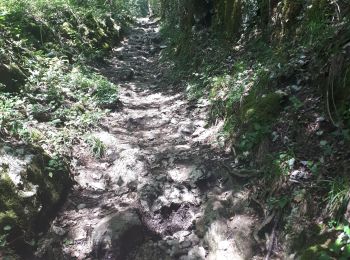 Trail Walking Aiguebelette-le-Lac - l'épine d'Aiguelette - Photo
