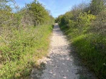 Trail Walking Le Crotoy - Balade au Crotoy  - Photo