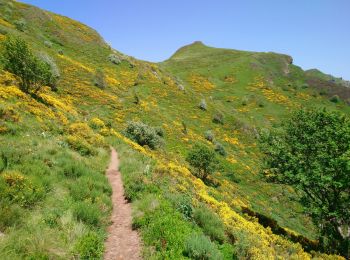 Trail Walking Laveissière - Cantal - le Lioran - Bec de l Aigle - 10.8km 540m 4h55 - 2019 06 26 - Photo