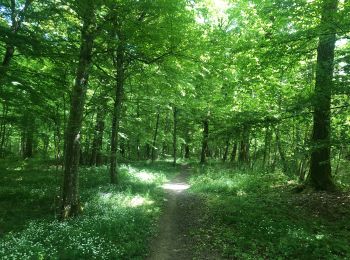 Trail Walking Musson - Tour de la forêt des Monts. - Photo