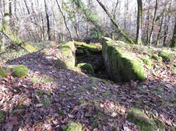 Trail Walking Noailhac - Noailhac- Dolmen et pierre gravée (départ de Noailhac) - Photo