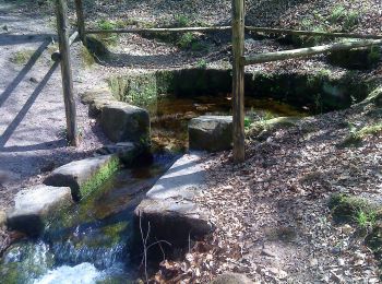 Trail On foot Wiesener Forst - Schwarzer Keiler, Rundweg Wiesen - Photo