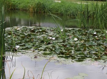 Tocht Te voet Schwarzenbruck - Burgthann 9 - Photo