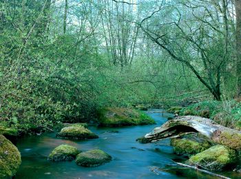 Trail On foot Selb - Naturfreundeweg Selb - Photo