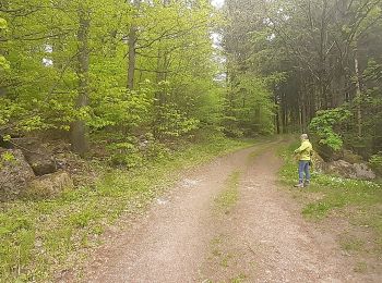 Percorso A piedi Weinheim - Rundwanderweg Bärsbacher Weg 2: Eichelberg-Weg - Photo