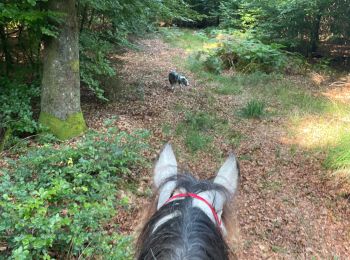 Trail Horseback riding Habay - Tucker avec les dadous 1ère fois - Photo