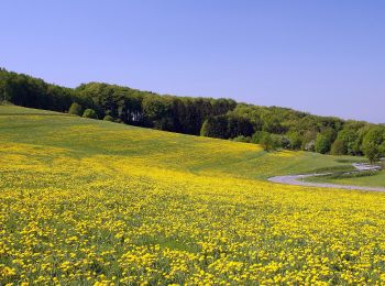 Tocht Te voet Abtsteinach - Rundwanderweg Abtsteinach 10: Leonhardsberg-Weg - Photo