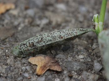 Percorso A piedi  - Rotbach Rundweg A1 - Photo