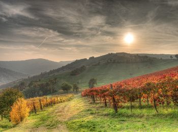 Percorso A piedi Vezzano sul Crostolo - Salvarano - Cerro - Bedogno - Bercemme - Montebello - Salvarano - Photo