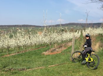 Trail Mountain bike Schliengen - Vallée des cerisiers à Obereggenen - Photo