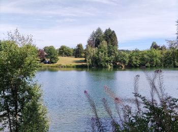 Tour Wandern Weismes - Au fil des rives du Lac   - Photo
