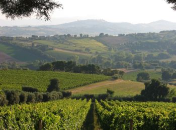 Randonnée A pied Ancône - Anello della Pecorara - Photo