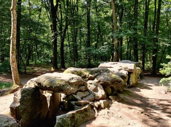 Trail Walking Le Tronchet - Forêt du Mesnil - Photo