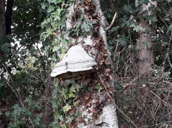 Tocht Stappen Ymare - Ymare vers la tombe du Druide - Photo