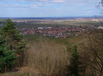 Tour Wandern Winzenheim - Panorama de Wintzenheim - Photo