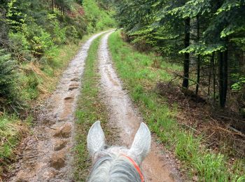 Trail Horseback riding Raon-l'Étape - Reconnaissance patrice 2024 - Photo