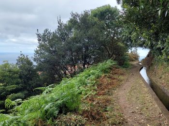 Trail Walking Porto da Cruz - iti 19 - Photo