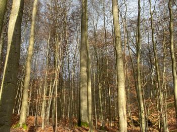 Tocht Stappen Oudergem - De Hermann-Debroux à la petite Espinette - Photo