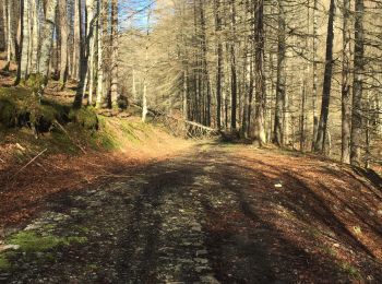 Trail Walking Lecumberry - Irabia pantano boucle par gr11 - Photo