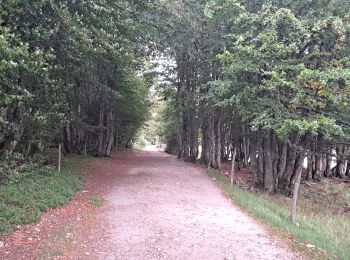 Randonnée Marche Le Valtin - VOSGES 2023 - Sentier des Roches - Photo