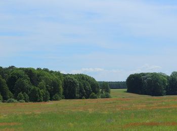 Trail On foot Schwielochsee - Wanderweg Lamsfeld-Klein Liebitz-Lieberose - Photo